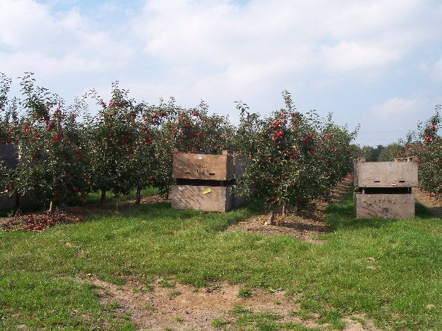 Apple orchard with wooden harvest bins ready for picking